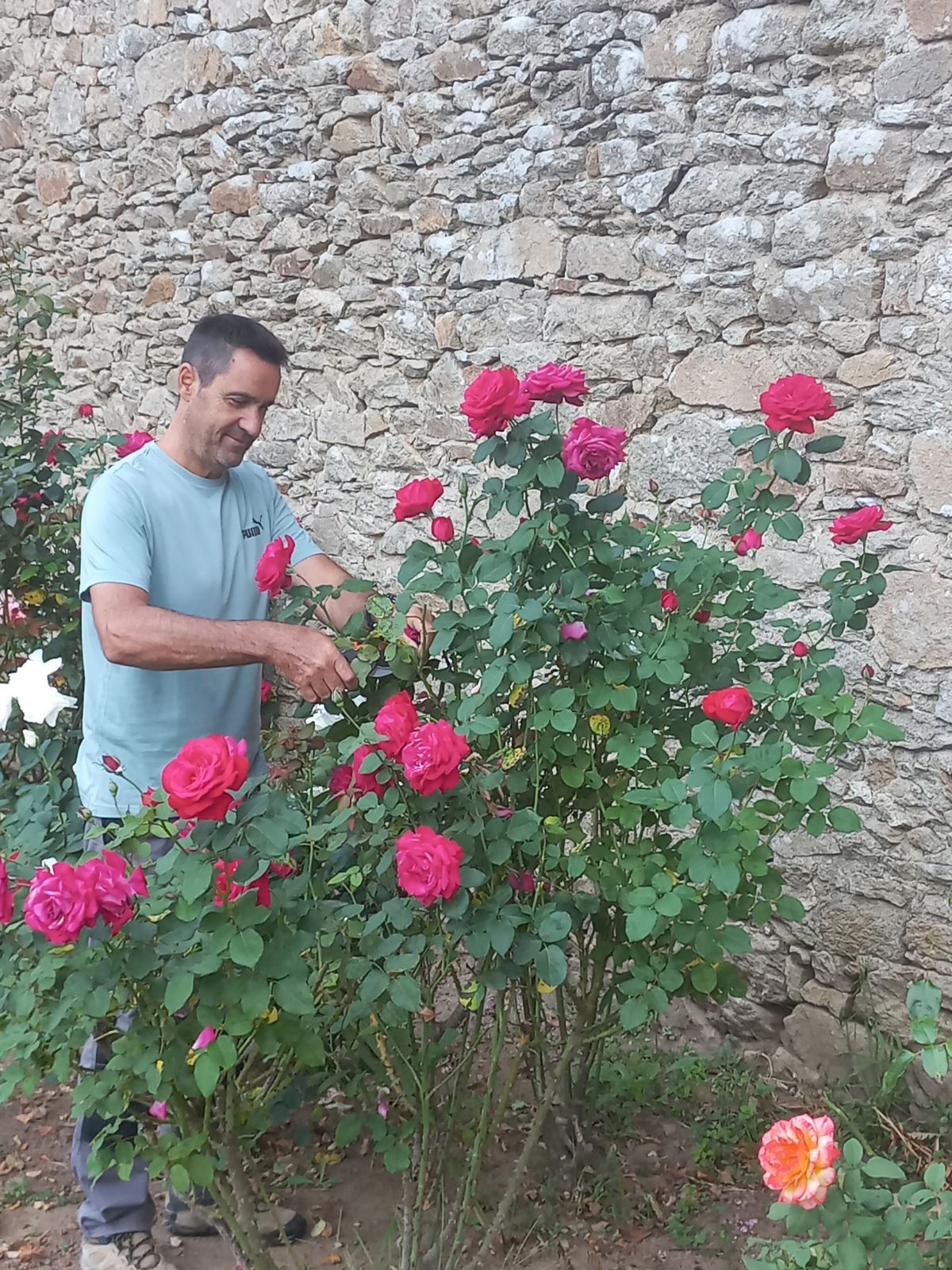 homme souriant en train de couper des roses - domaine de locguénolé