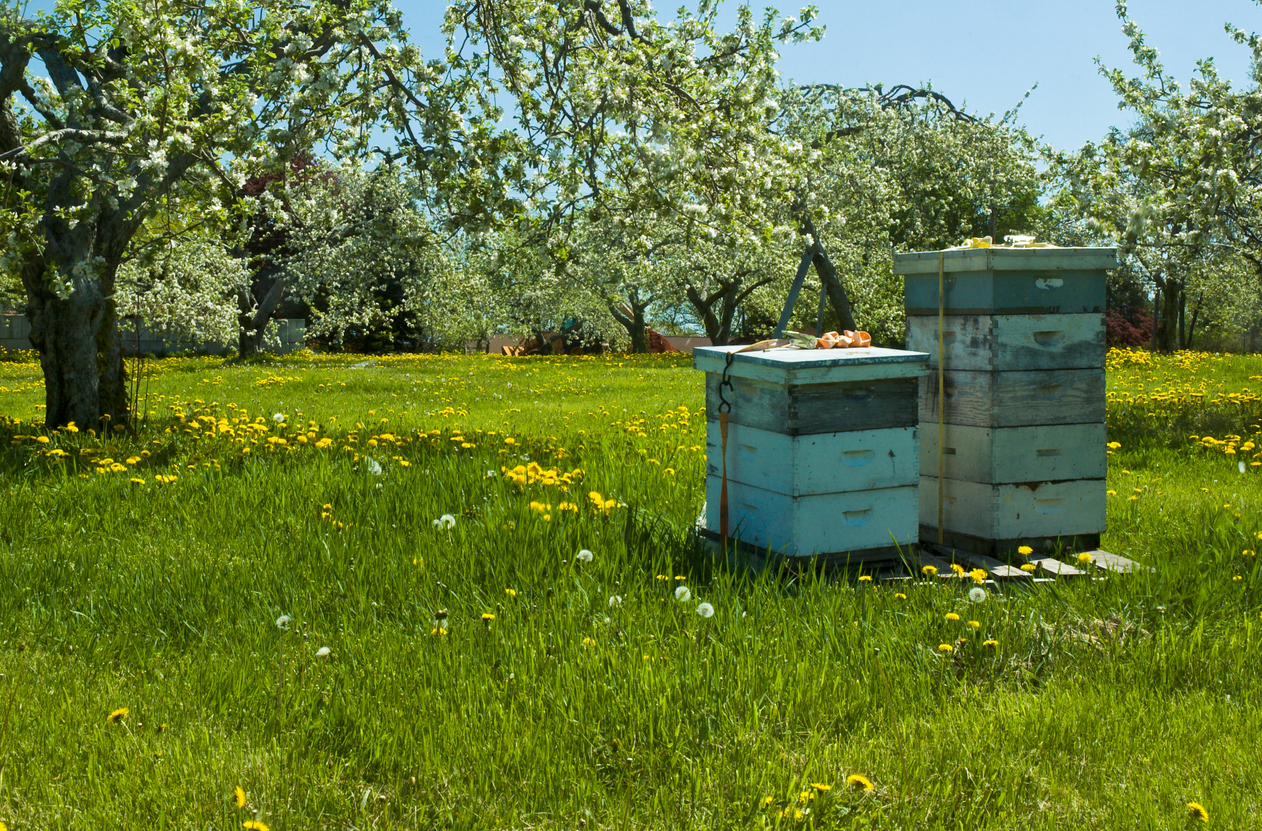 Beehives in a flowery orchard - hotel bord de mer bretagne