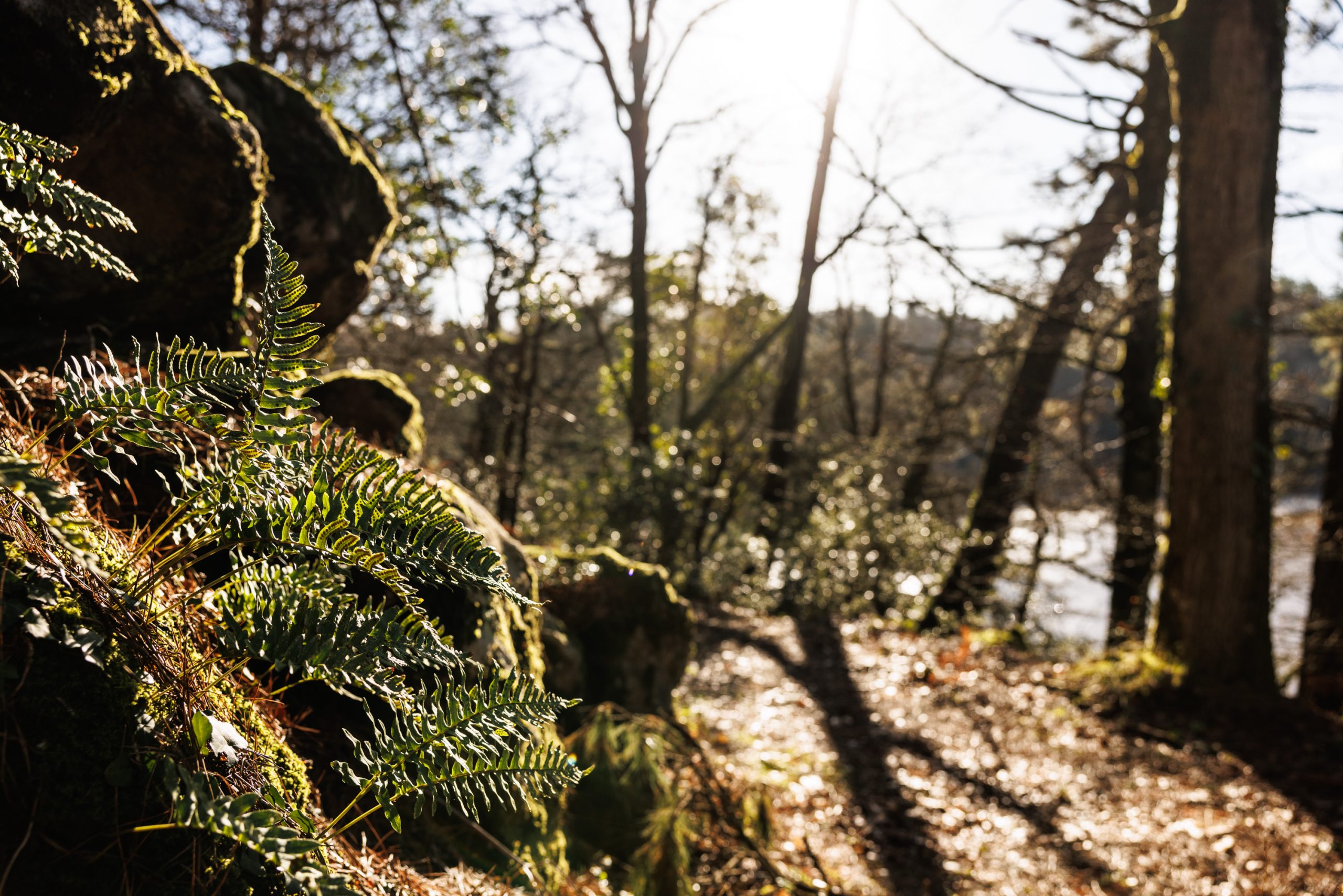 Forêt, fougère, rochers moussus, lumière du soleil - hotel bord de mer bretagne