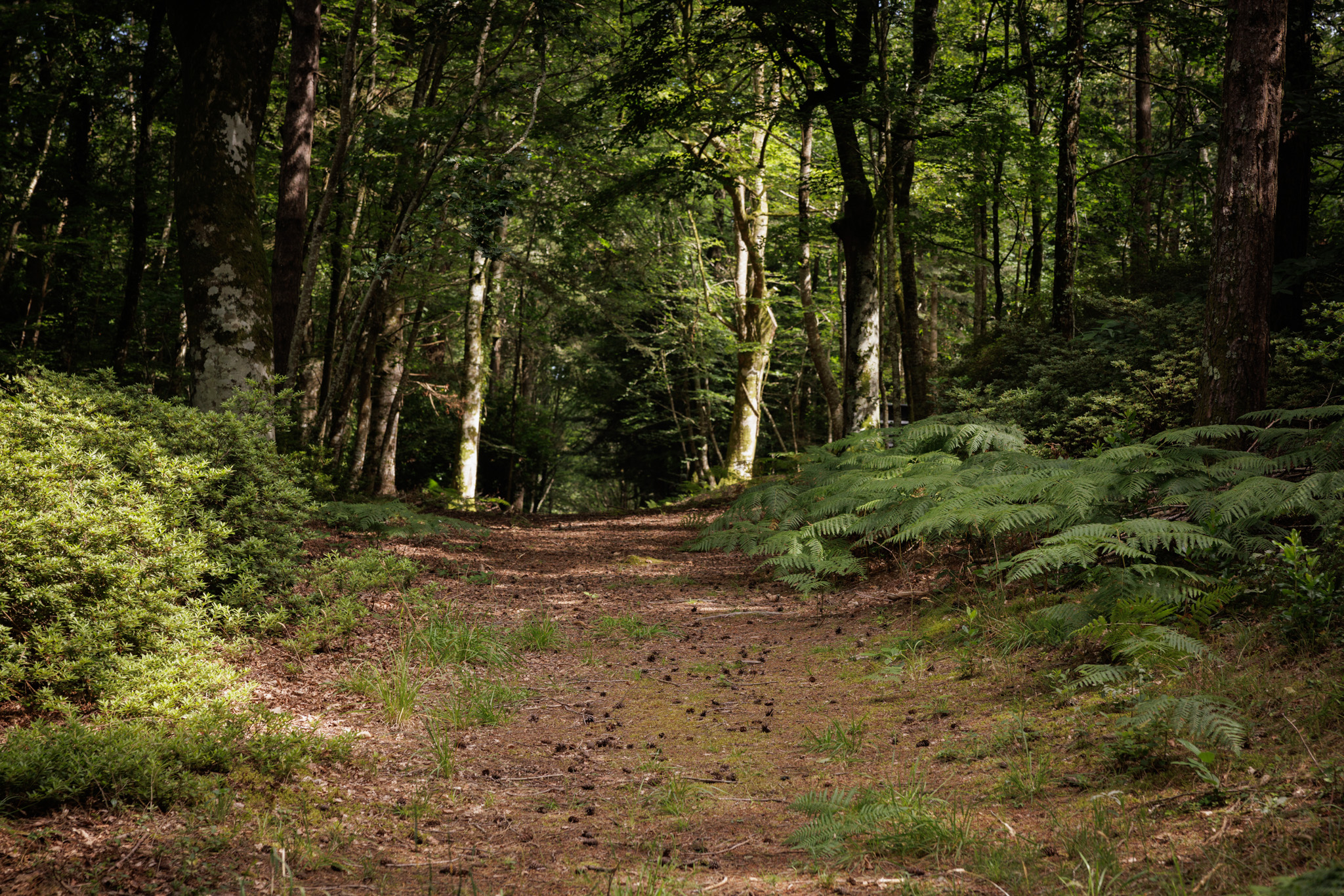 Domaine de Locguénolé wooded park in Brittany, Morbihan department